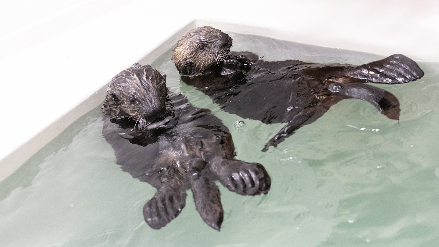 Rescued Sea Otter Pups Make Behind-the-Scenes Debut at Shedd Aquarium